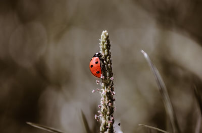 Close-up of ladybug on plant
