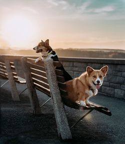 Dogs sitting on bench against sky during sunset