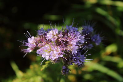 Close-up of purple flowering plant