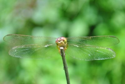 Close-up of dragonfly on leaf
