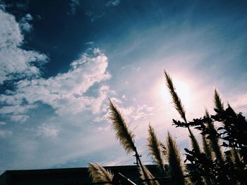 Close-up of stalks against the sky