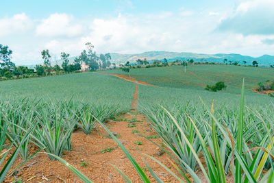 Scenic view of agricultural field against sky