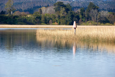 Rear view of man standing by lake