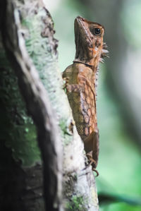 Wild calotes versicolor of borneo climbing the tree