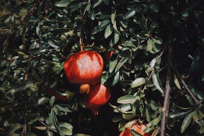 Close-up of tomatoes growing on plant