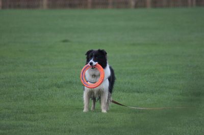 Dog looking away on field