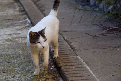 High angle view of cat