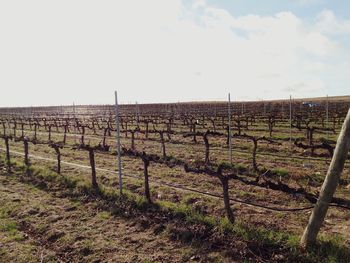 Scenic view of vineyard against sky