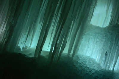 Trees seen through window during foggy weather