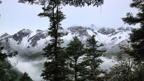 Low angle view of trees on snowcapped mountains against sky