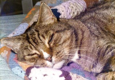 Close-up of cat sleeping