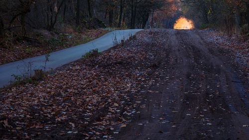 Road in forest during autumn