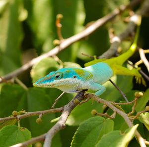 Multicolored lizard in a tree