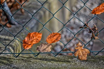 Autumn leaves on chainlink fence