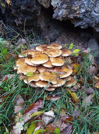 High angle view of mushrooms growing on field