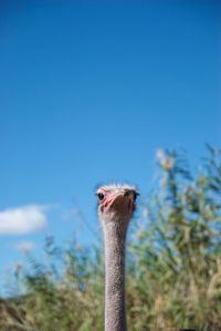 Close-up of a ostrich head against blue sky