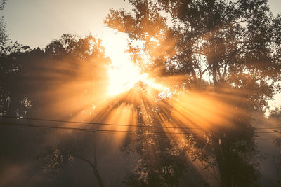 Sunlight streaming through trees during sunset