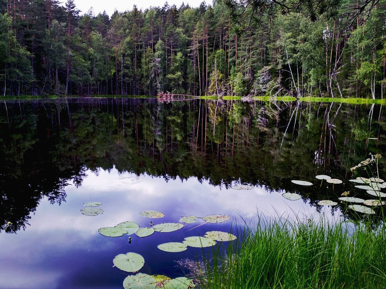 reflection, lake, nature, beauty in nature, water, growth, tranquility, no people, tree, outdoors, tranquil scene, scenics, plant, water lily, lily pad, forest, flower, day, lotus water lily, freshness