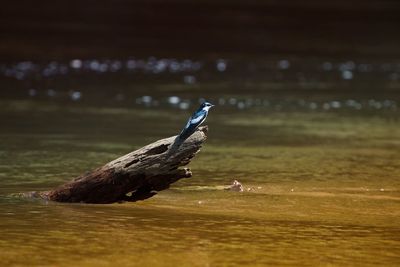 Close-up of bird on lake