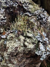 Close-up of moss growing on tree trunk