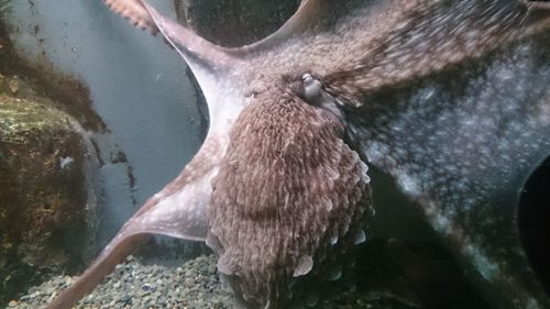 Close-up of horse in water