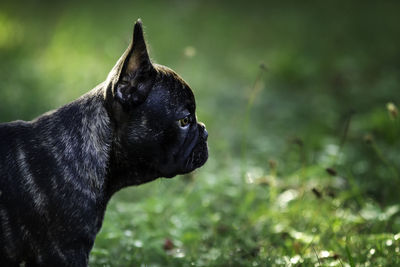 Close-up of a dog looking away