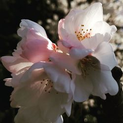 Close-up of cherry blossom