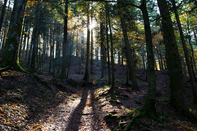 Trees growing in forest