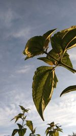 Low angle view of leaves against sky