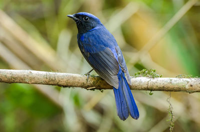 Close-up of bird perching on branch