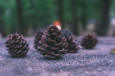 Close-up of pine cone on table