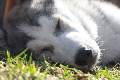 Close-up of siberian husky sleeping on grass