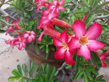 Close-up of pink flowering plant