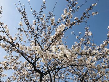 Low angle view of cherry blossoms against clear sky