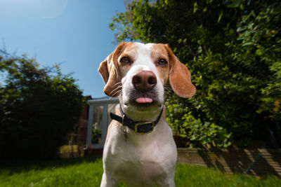 Close-up portrait of dog with sticking out tongue