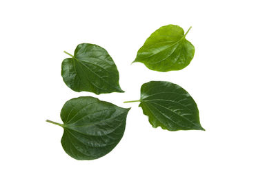 Close-up of leaves against white background