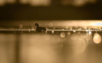 Black necked grebe in a lake at sunset