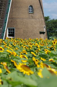 Yellow flowering plant on field against building