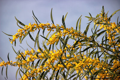 Close-up of mimosa against sky