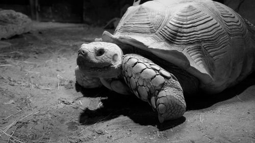 Close-up of a turtle in the ground