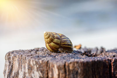 Close-up of snail on wood