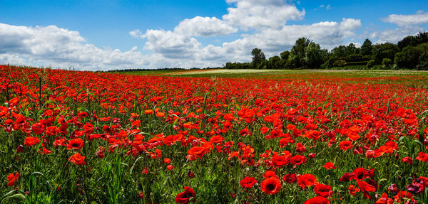 Scenic view of red flowering plants on field against sky
