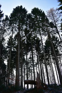 Low angle view of trees in forest against sky