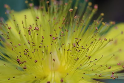 Close-up of yellow flowering plant