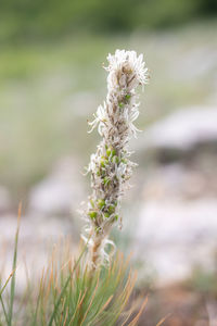 Close-up of white flowering plant on field