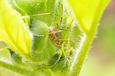 Close-up of insect on leaf