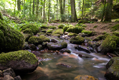 Stream flowing through rocks in forest