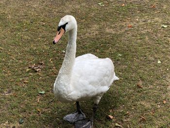 High angle view of swan in water