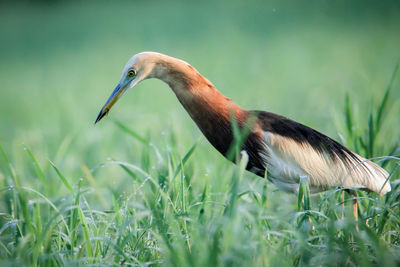 Close-up of a bird on grass