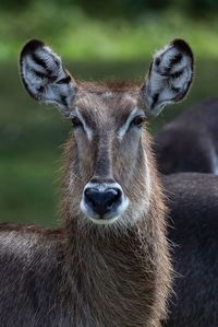 Close-up of deer